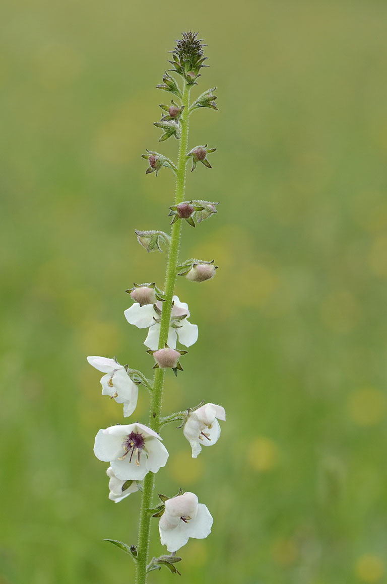 Verbascum blattaria bianco